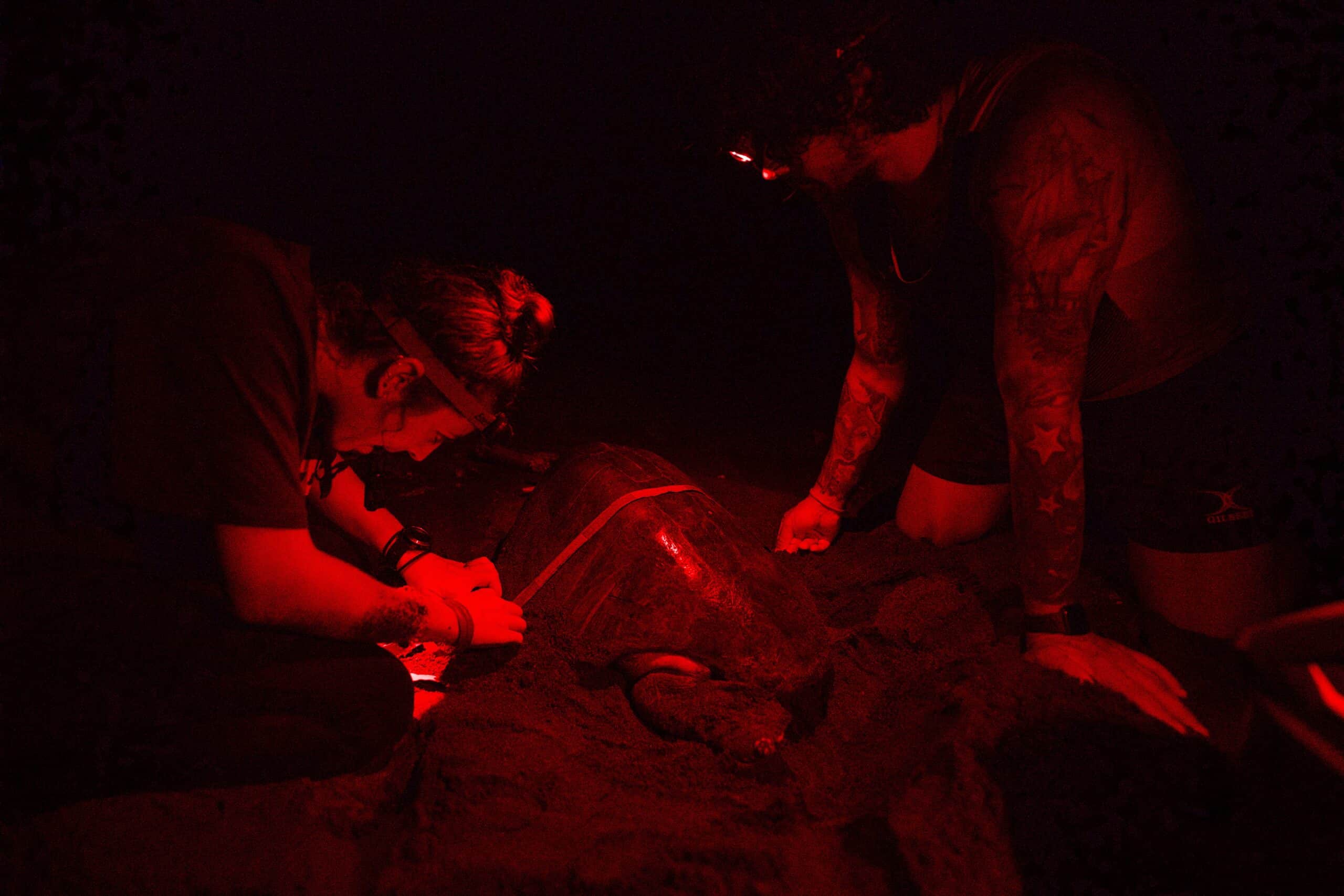 Taking data from a nesting olive ridley turtle on a night patrol. Photo from COPROT.