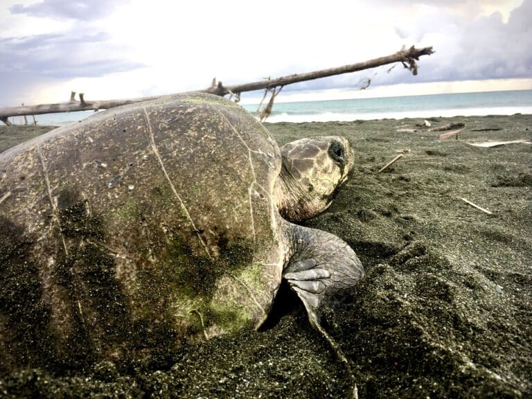 A female olive ridley turtle about to return to the ocean. Photo from COPROT.