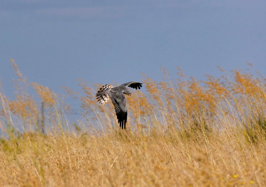 A Montagu's Harrier flies over a golden field of grasses