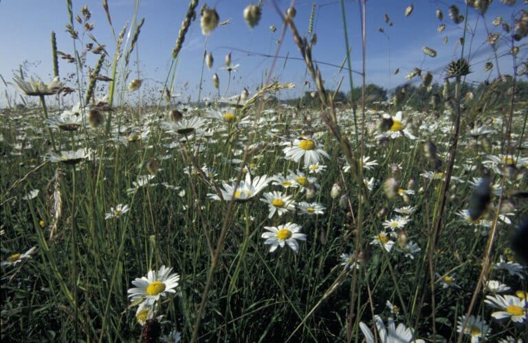 A diverse sward of grasses and herbs in an ancient floodplain meadow alongside the River Thames near Oxford; with the ox-eye daisy (Leucanthemum vulgare) in full flower.'