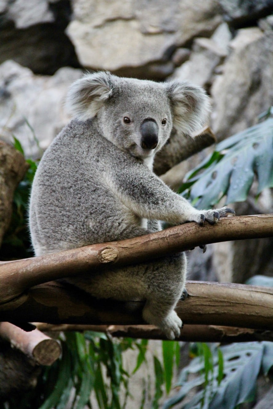 An image of a koala