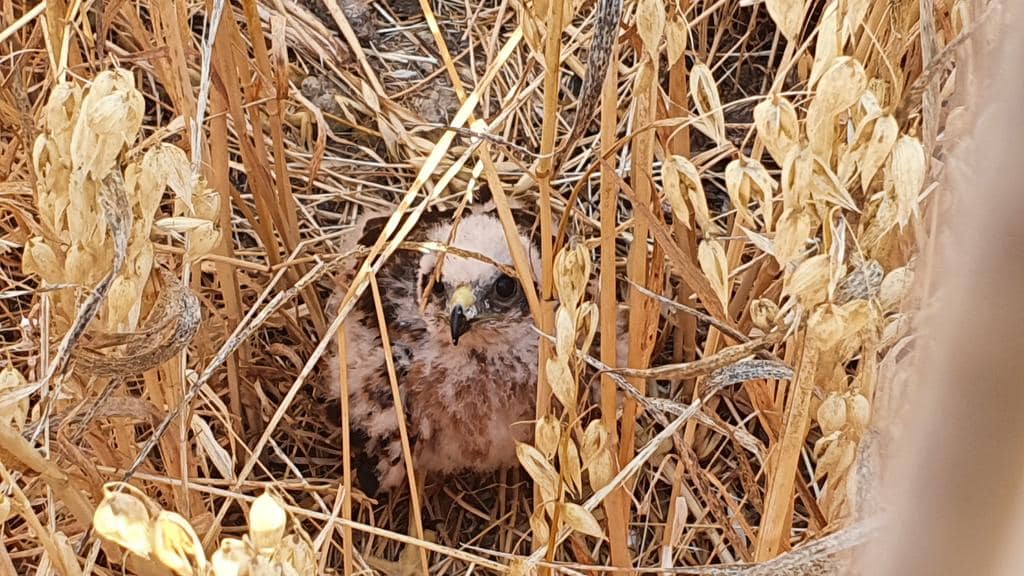 A young Montagu's Harrier peers out from between some golden dried grasses.