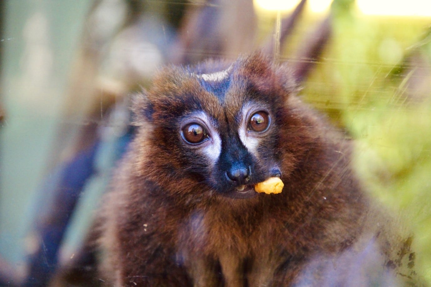 An image of a red-bellied lemur