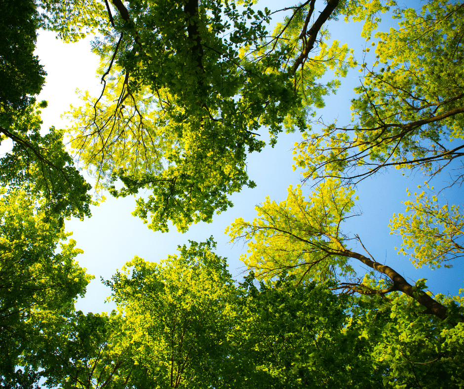 A canopy of trees