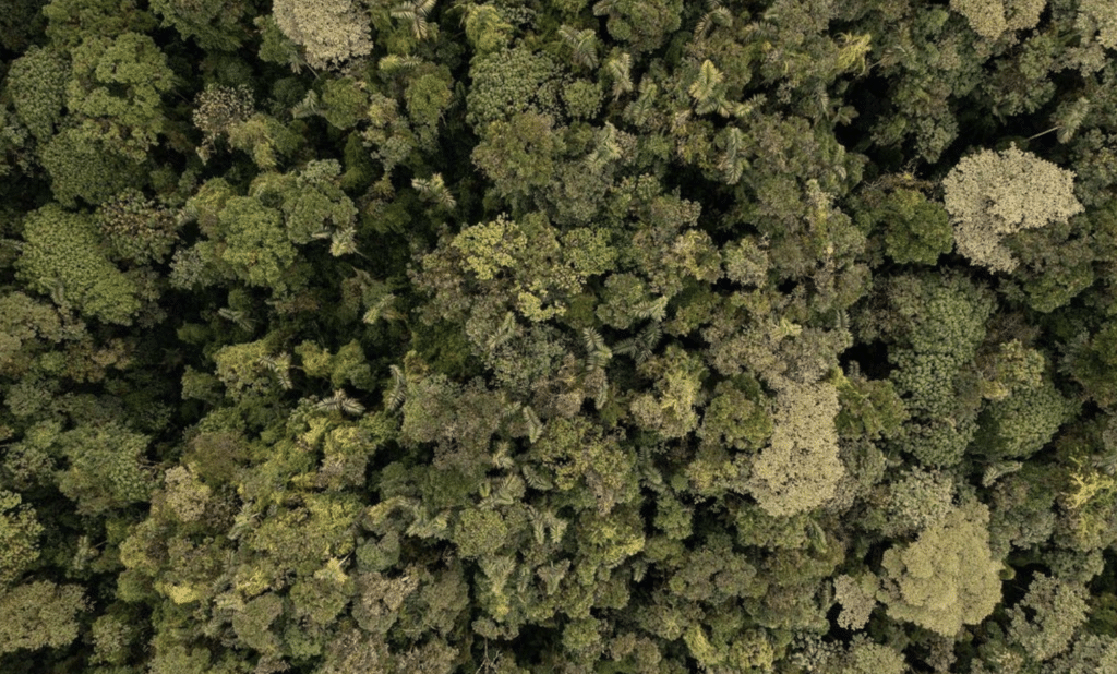 A satellite view of the cloud forest showing dense tree canopies from above.
