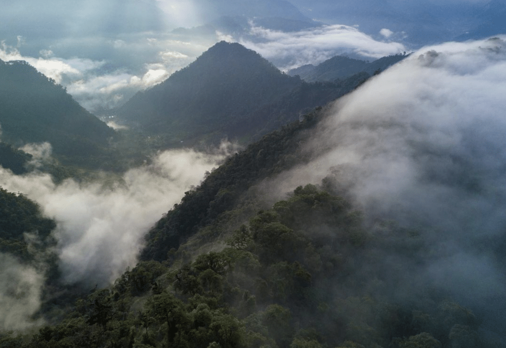 a photo of the ecuadorian cloud forest showing the forest with clouds.