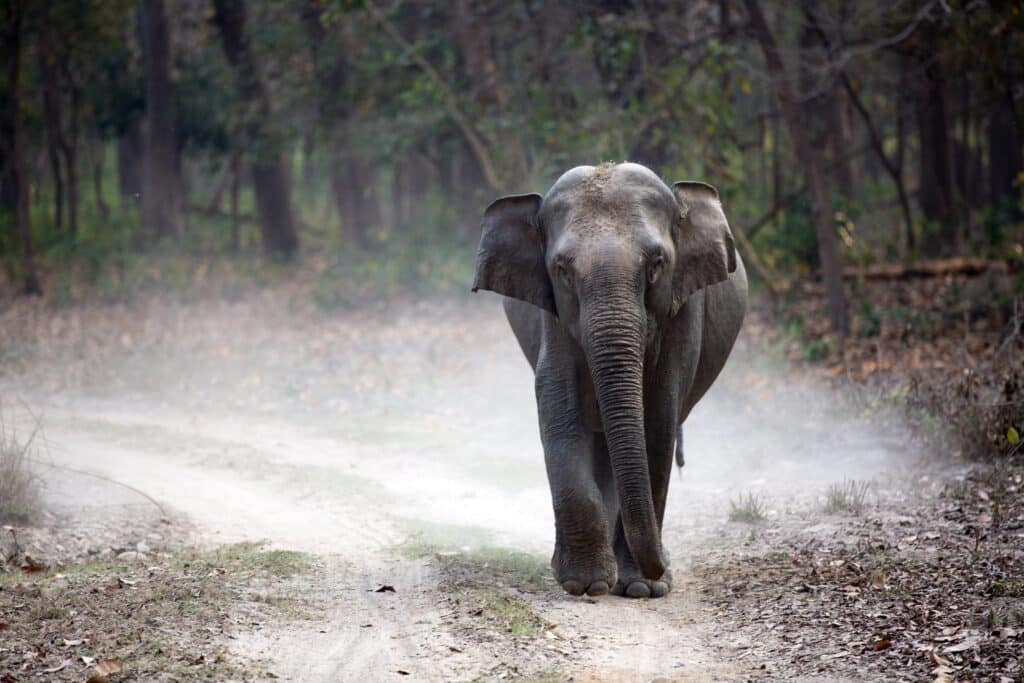 A lone elephant walks along the dusty tracks left by a car.