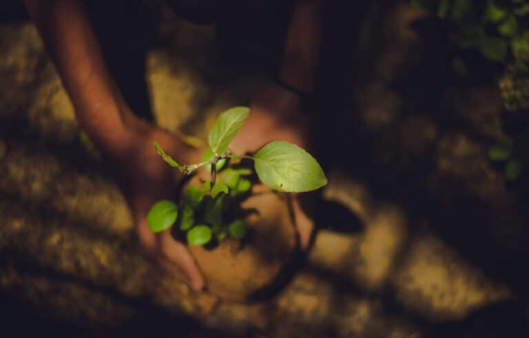 A pair of small hands wraps around the base of a green plant reaching up towards the sunlight.