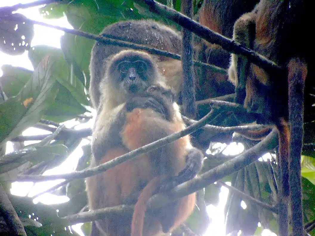 A rare image of the critically endangered Niger Delta red colobus monkey
