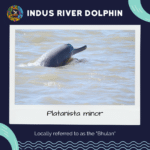 Meet the Indus river dolphin, Platanista minor, known locally as bhulan
