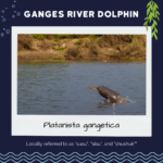 The Ganges River Dolphin, or Platanista gangeta, locally referred to as susu, sisu, or shusuk