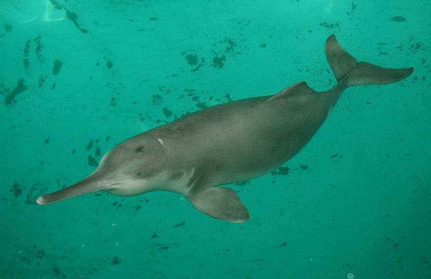 An Indus river dolphin swims underwater