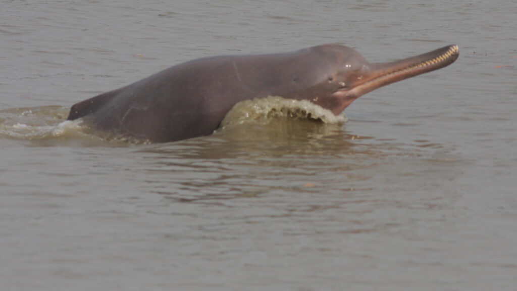 A Ganges river dolphin surfacing.