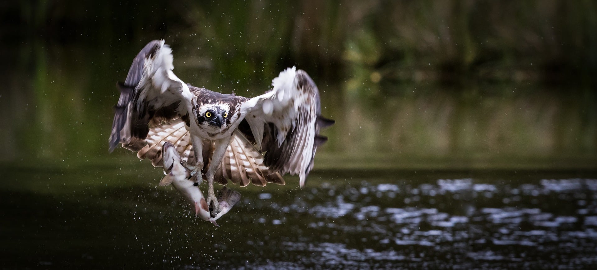 Osprey catching a fish in a river