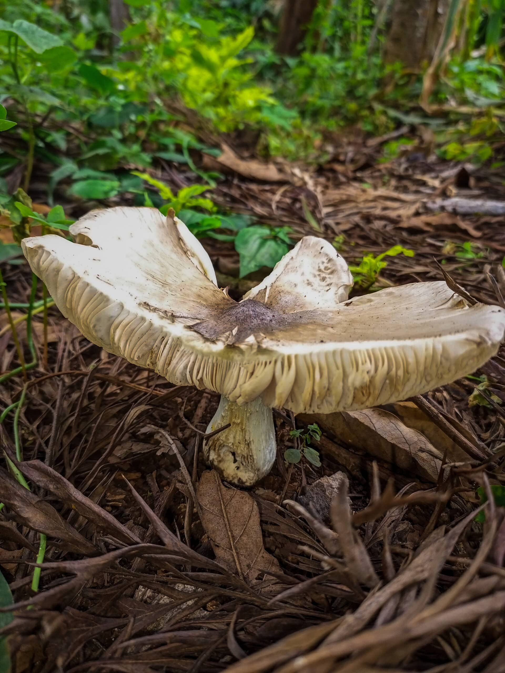 Ermitomyces mushroom Kirinyaga Kenya