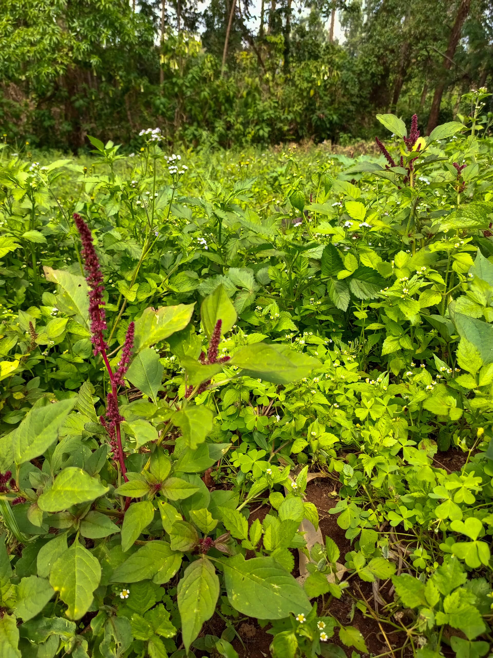 Wild field with amaranth blackjacks sowthistle and woodsorrel. 