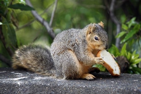A grey squirrel dining on a baguette
