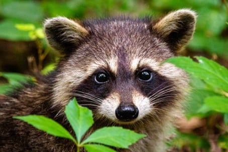 A young raccoon: Raccoons are considered an “invasive alien species” in Europe