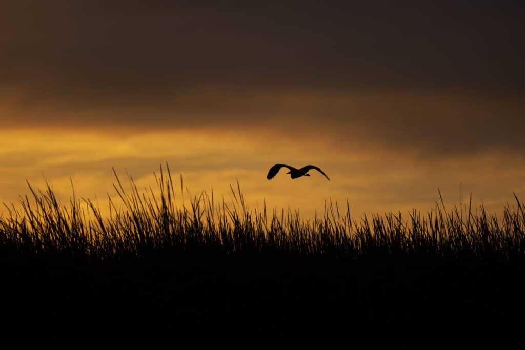 Great Blue Heron (Ardea herodias), one of the bird species that inhabit the delta, flying above the reeds in the Ciénega de Santa Clara at sunrise.