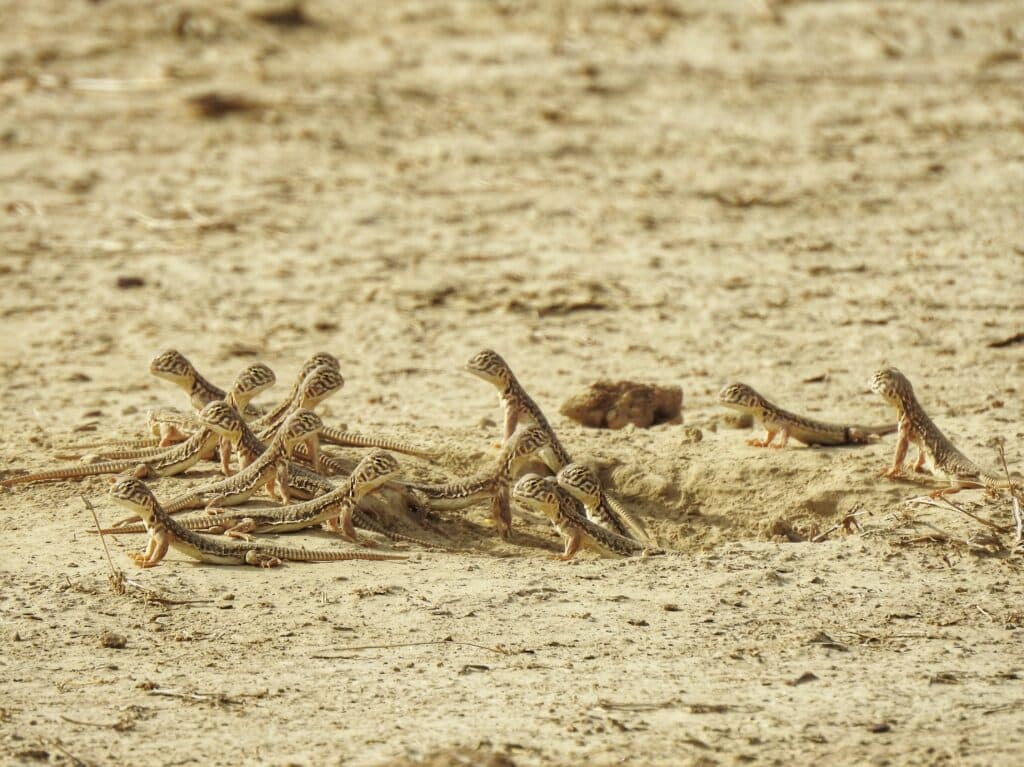 A large group of tiny baby sandhos stand in a cluster outside of a sandy burrow.