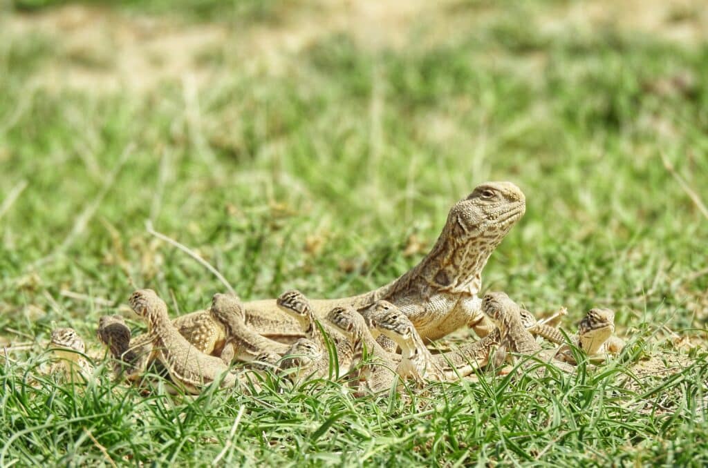 An adult sandho watches its surroundings carefully as a large group of baby lizards crowd around