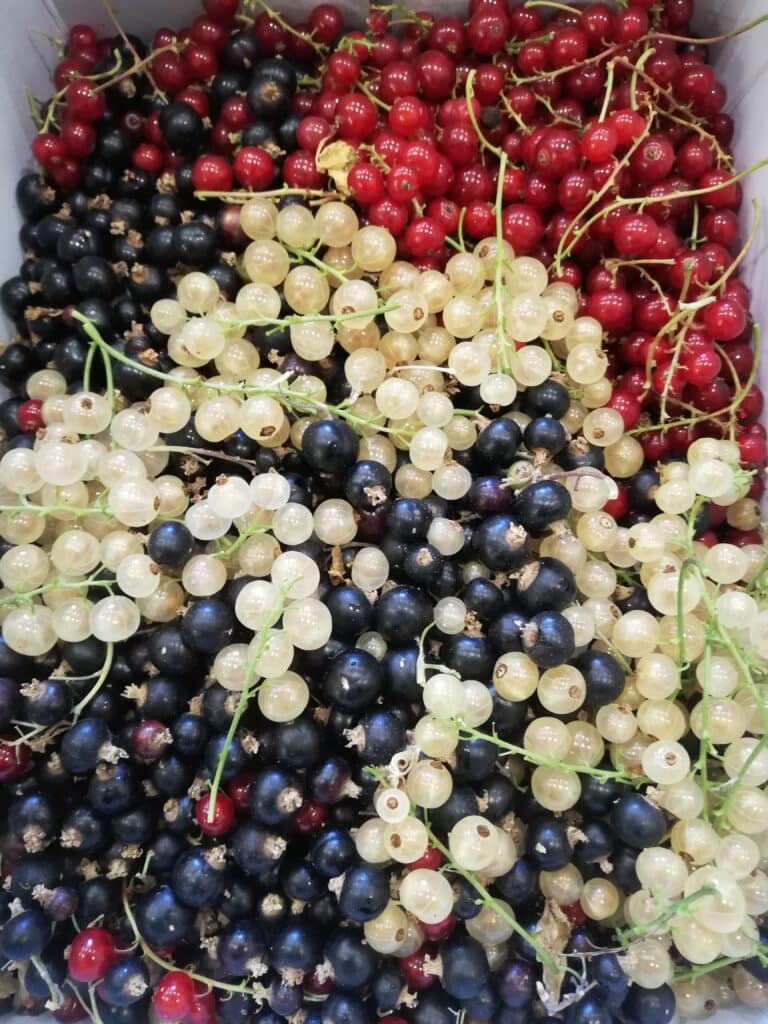 Berries from the farm