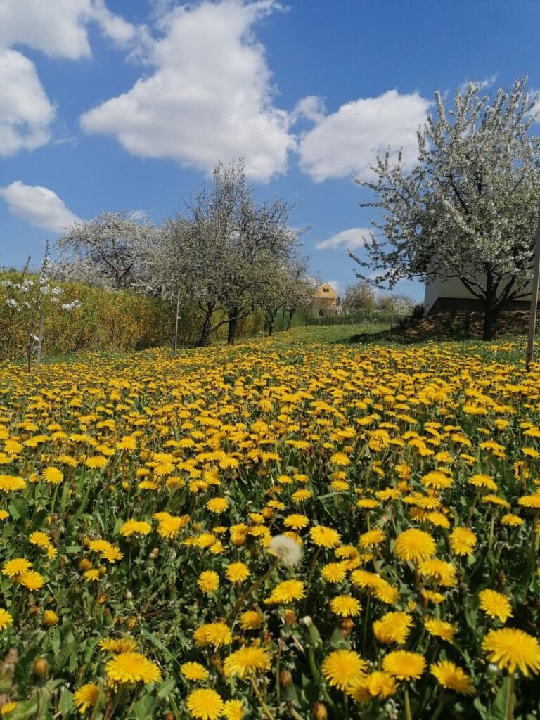 Picture of dandelions