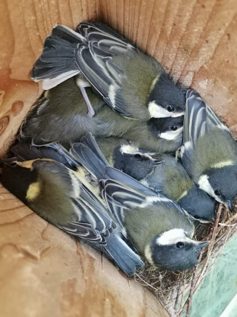 Tits comfortable in their nest