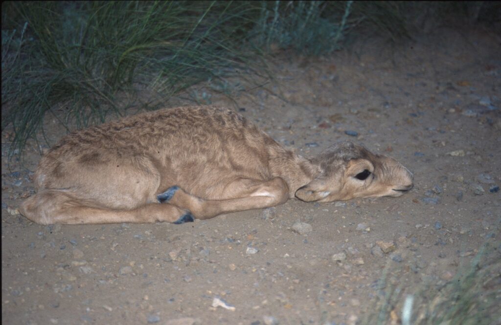 Photograph of a baby saiga antelope lying down.
