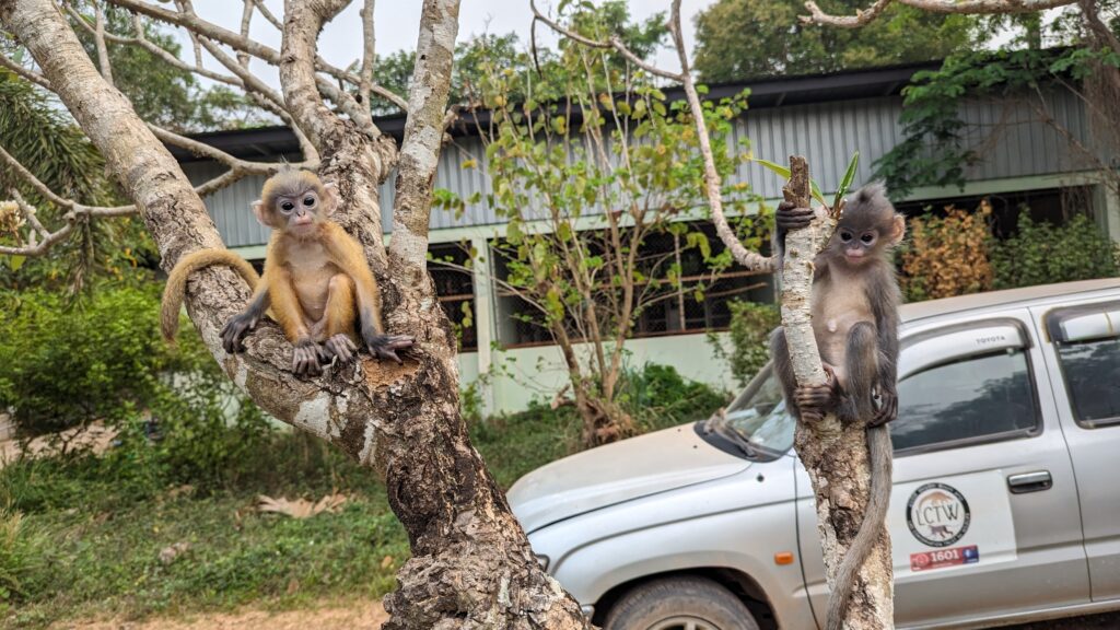 Young monkeys wandering in the rescue centre