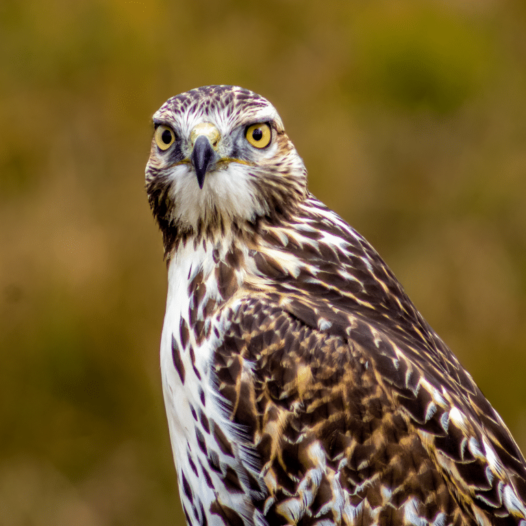 Goshawk - image from UAVisions via Getty Images