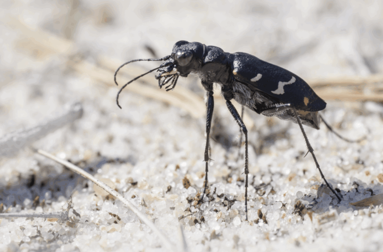 Photo of a Heath tiger beetle (Cicindela sylvatica)