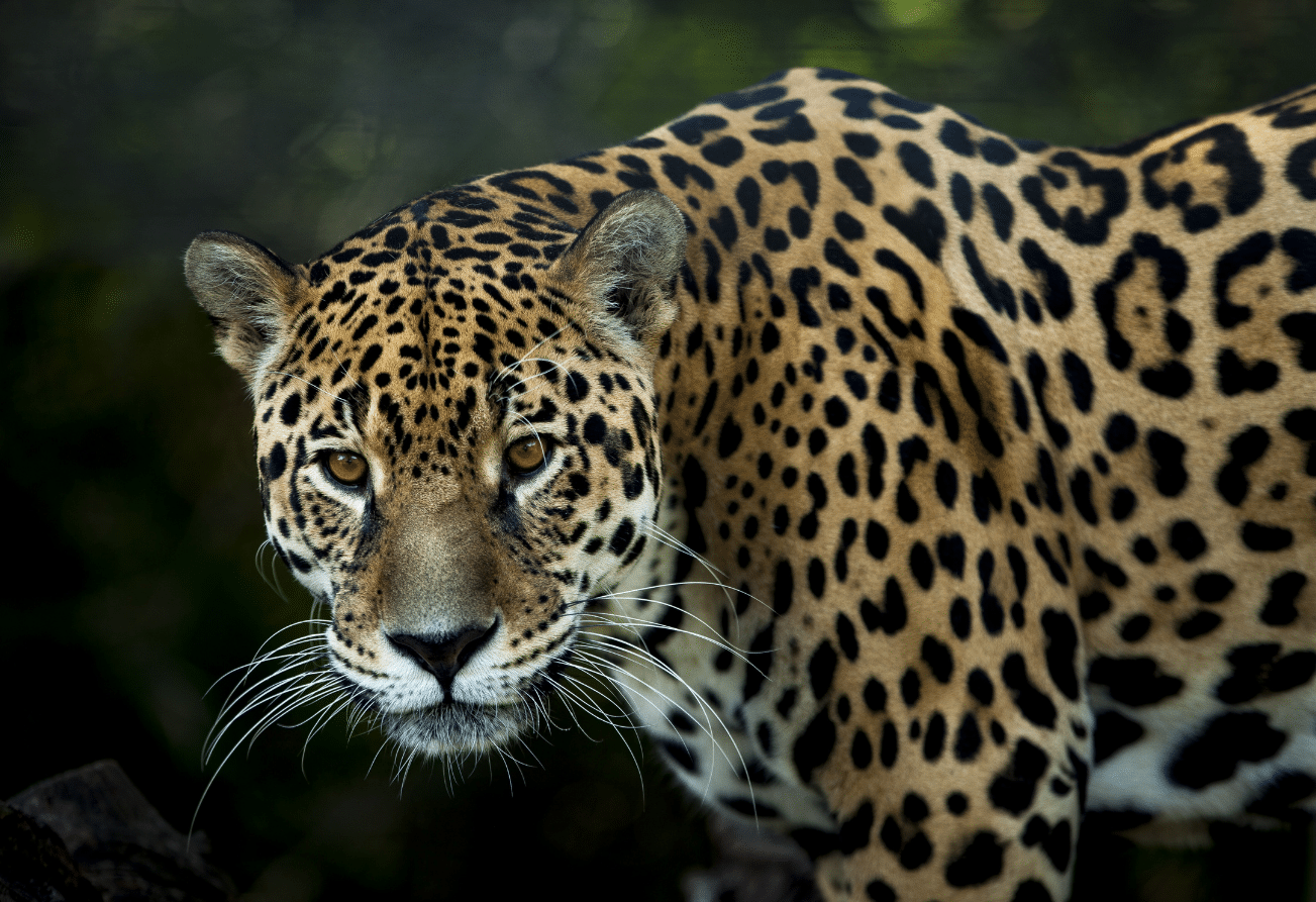 A photo of a jaguar