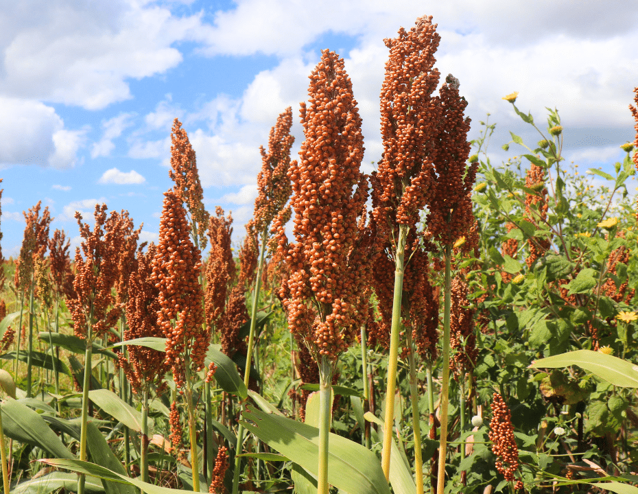 Sorghum, (image 5363747 by gutierrez_car14 from pixabay, accessed via Canva)