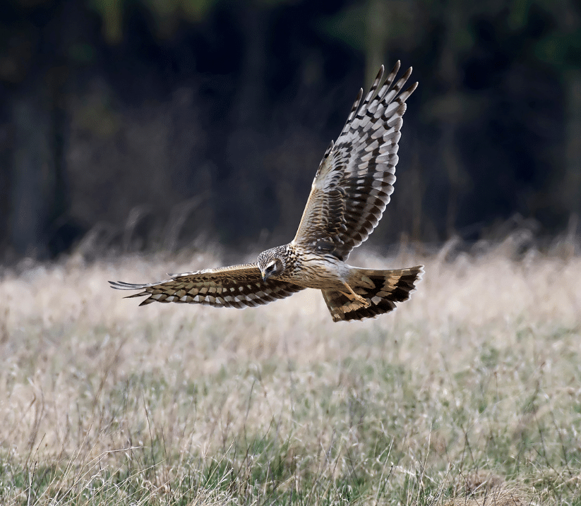 Image of a Hen harrier, by Denja1 from Getty Images Pro