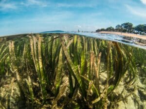 Seagrass under a wave.