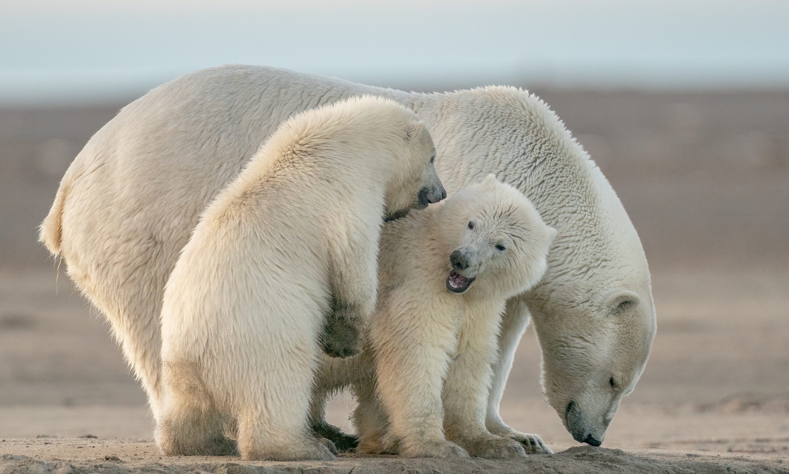 Mother polar bear with her two cubs.